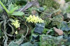 Pomatocalpa decipiens